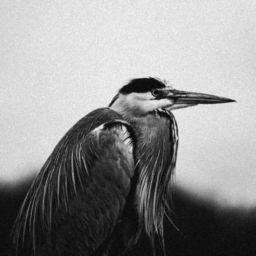 Svalbard (UK) : If We Could Still Be Saved